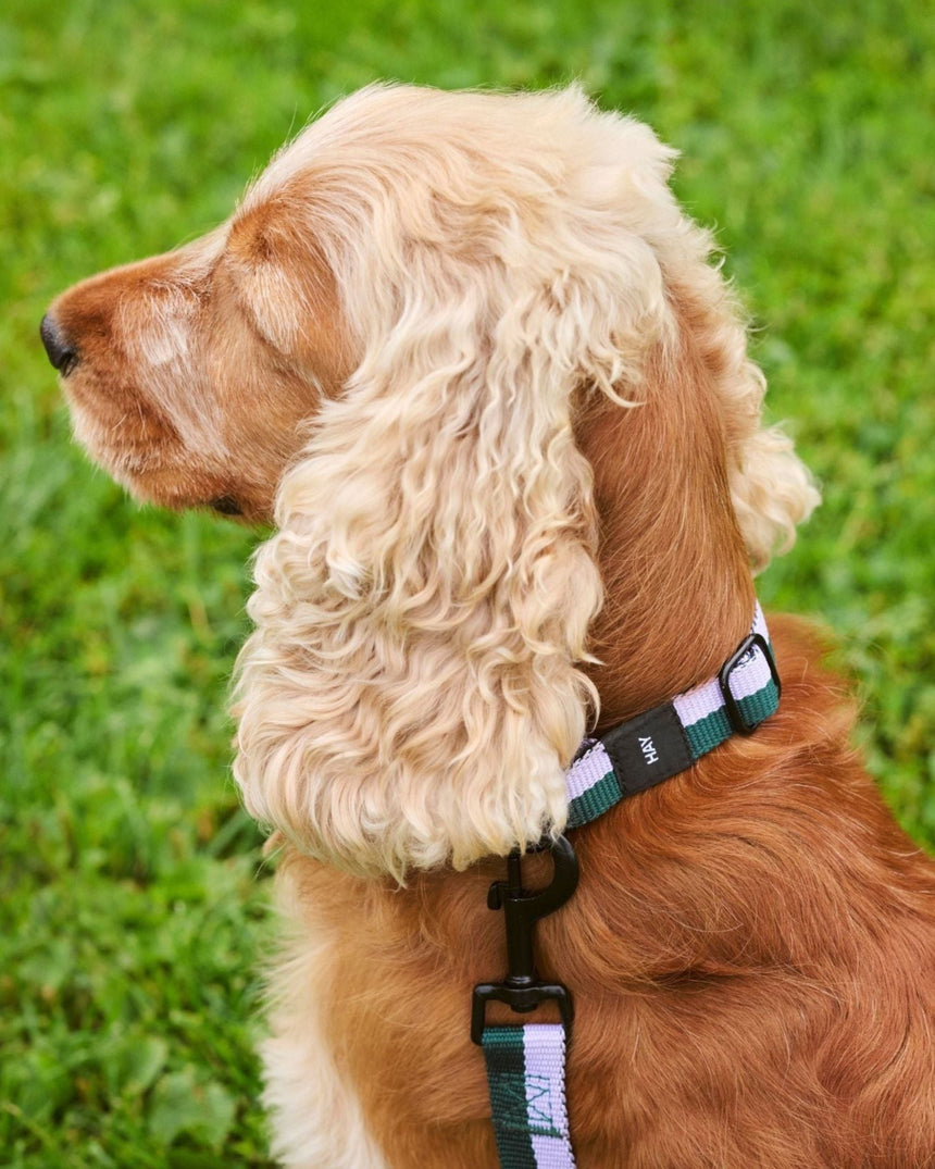 HAY Design Dogs Collar Flat