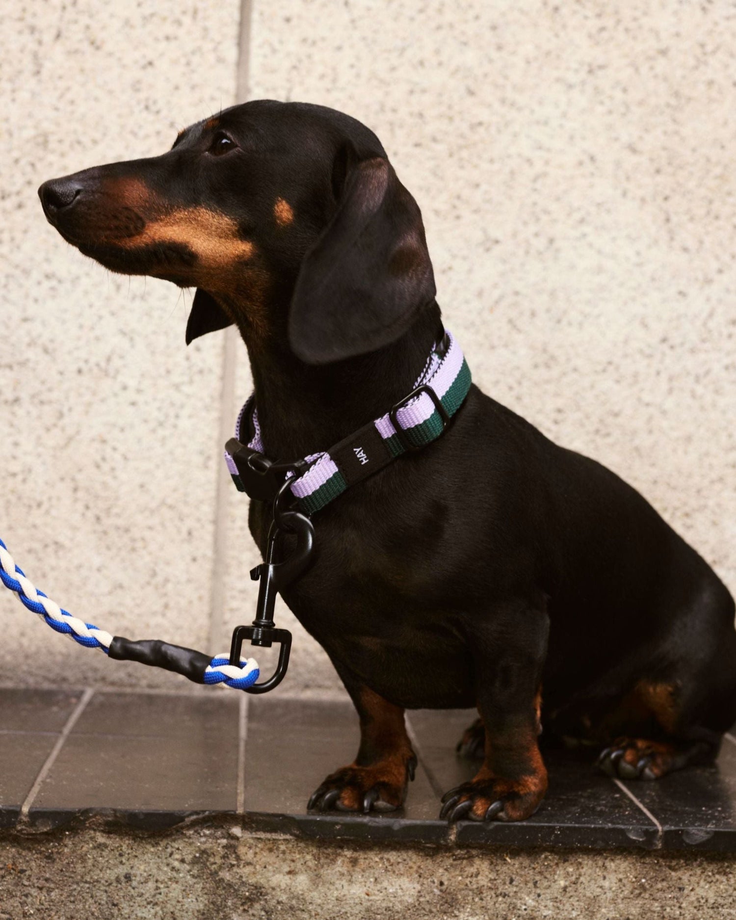 HAY Design Dogs Leash Braided