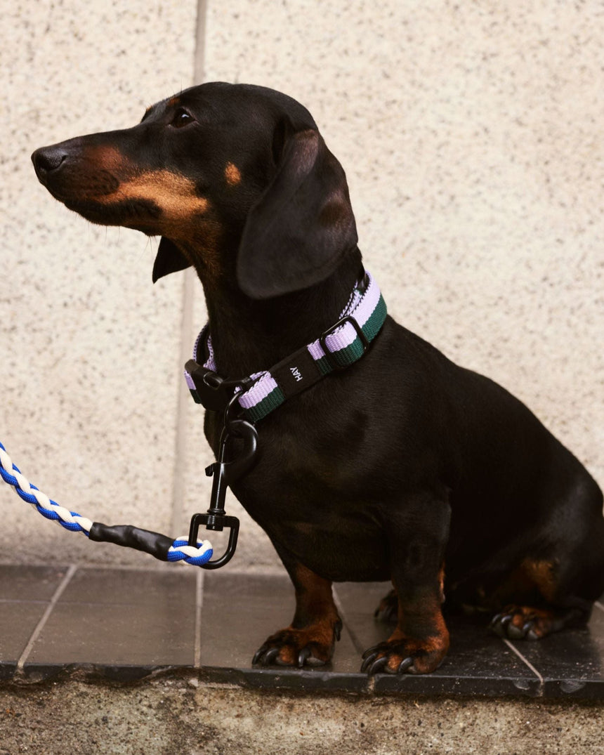 HAY Design Dogs Leash Braided