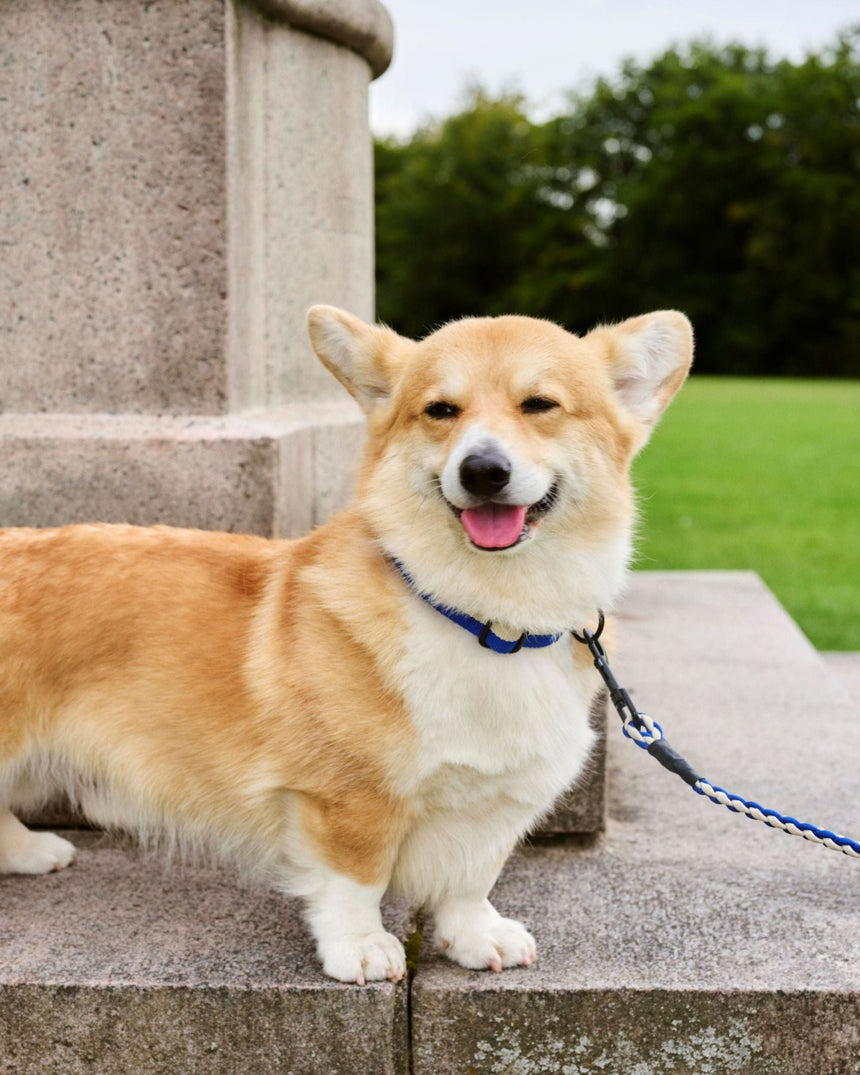 HAY Design Dogs Leash Braided