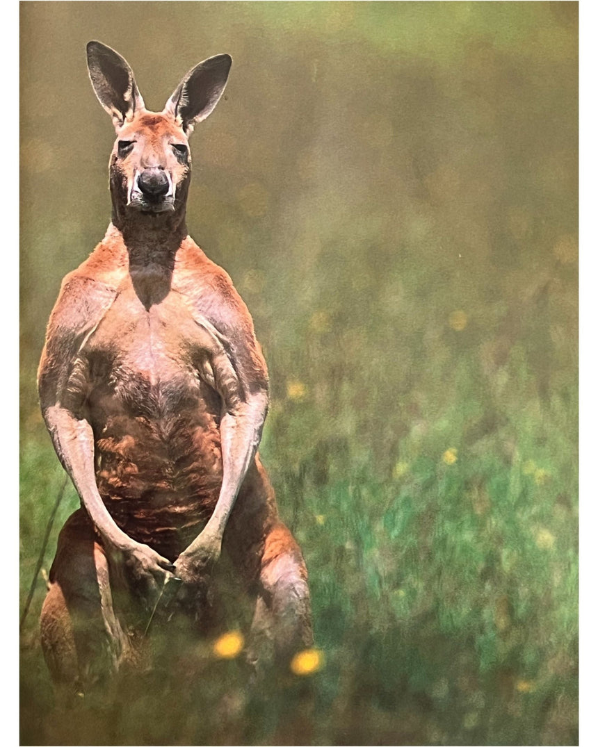 Pestil Books for vitruta Australia