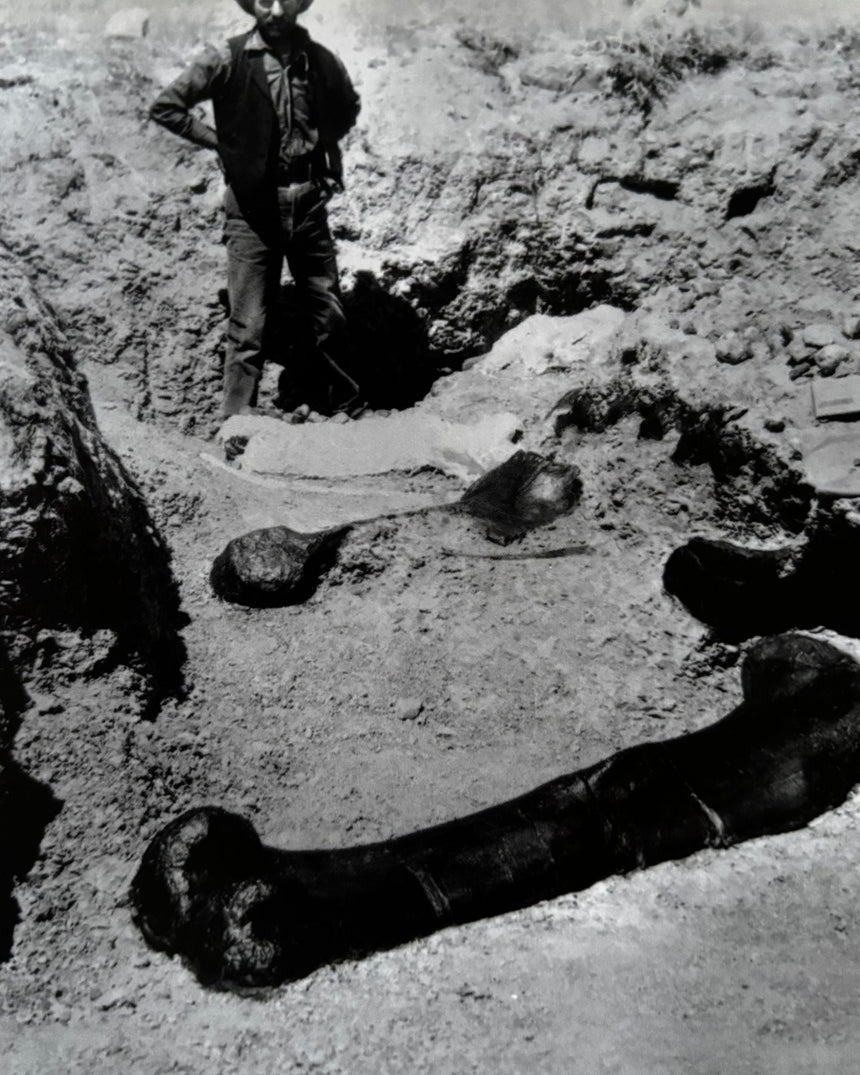 Pestil Books for vitruta Dippy: The Tale of a Museum Icon