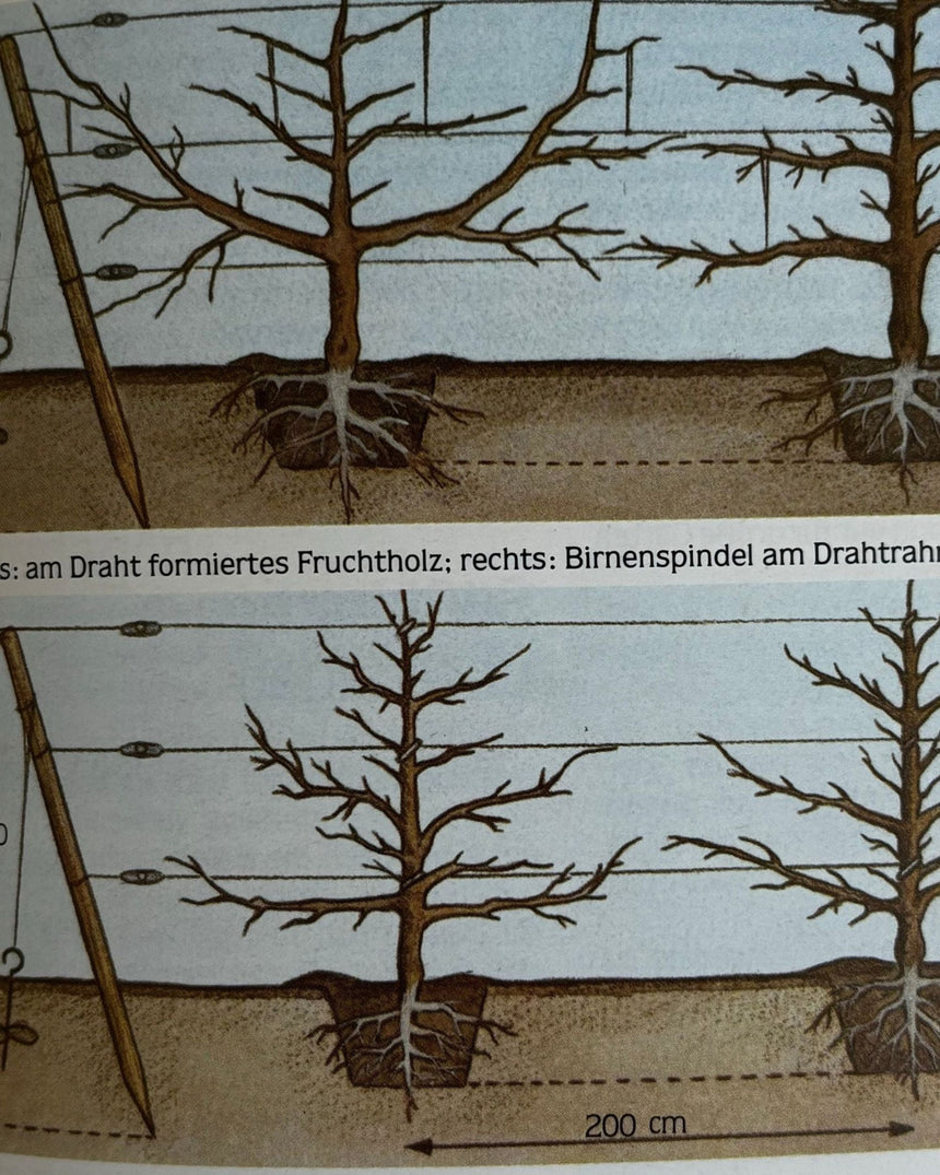 Pestil Books for vitruta Erfolgreich gärtnern: durch naturgemäßen Anbau