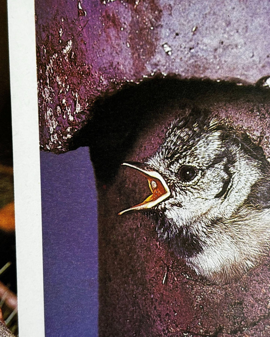 Pestil Books for vitruta Erfolgreich gärtnern: durch naturgemäßen Anbau