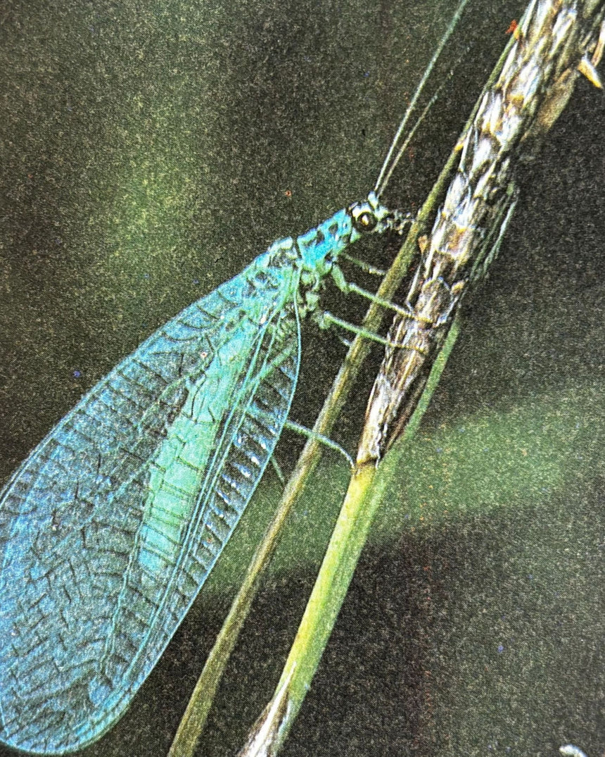 Pestil Books for vitruta Erfolgreich gärtnern: durch naturgemäßen Anbau