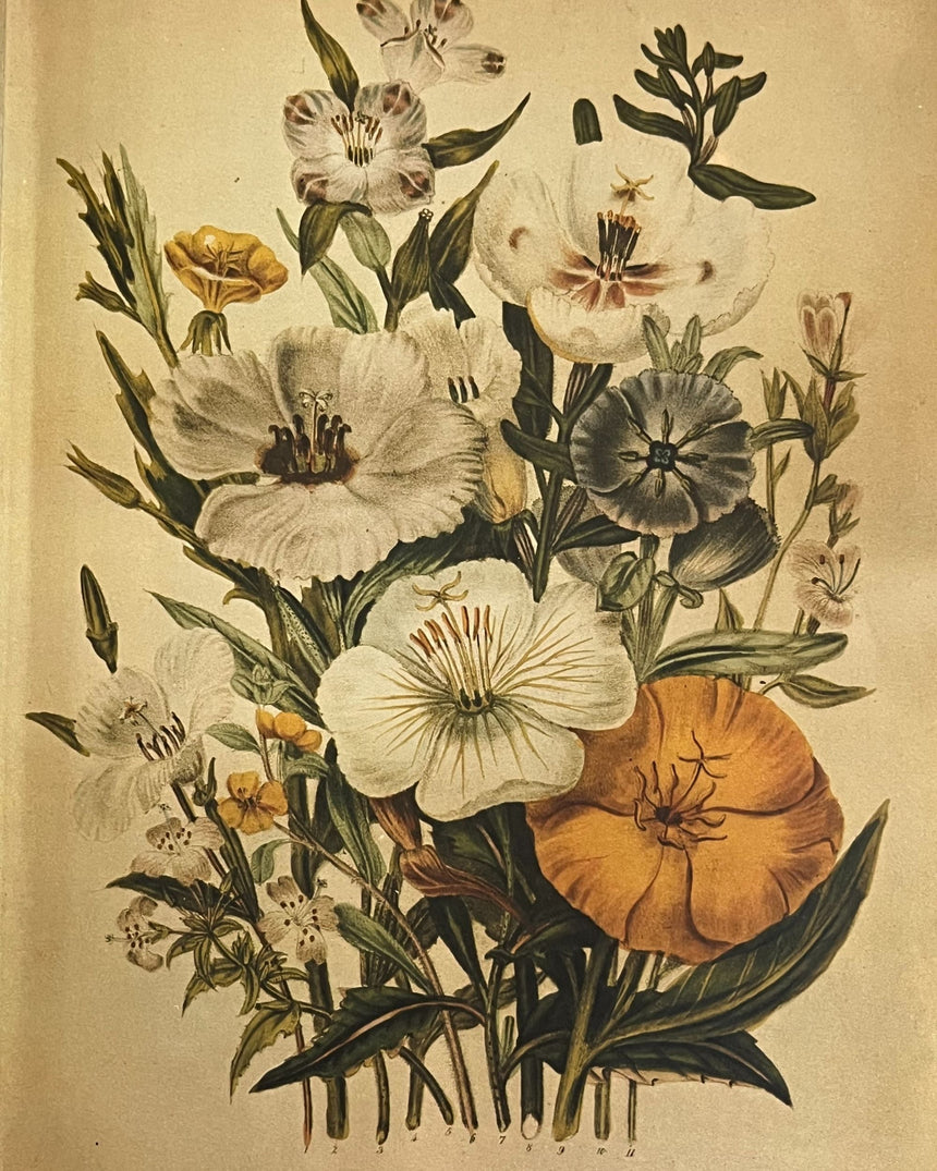 Pestil Books for vitruta Flower Arranging