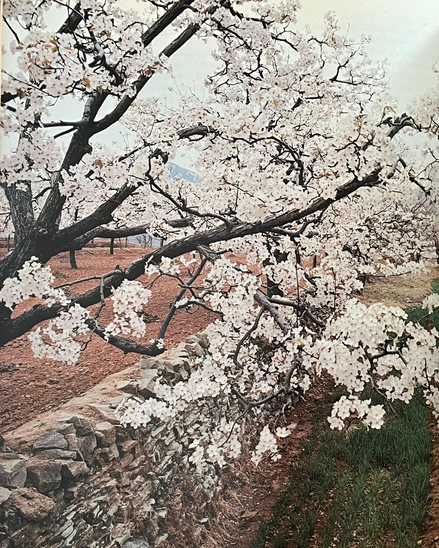 Pestil Books for vitruta Journey Into China