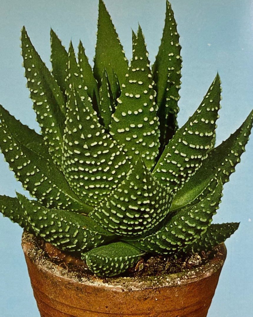 Pestil Books for vitruta Les Plantes D'Appartement