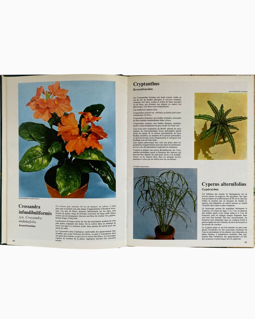 Pestil Books for vitruta Les Plantes D'Appartement