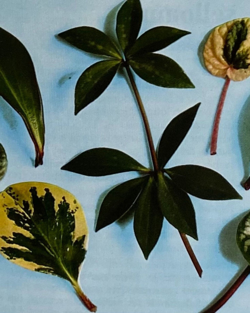 Pestil Books for vitruta Les Plantes D'Appartement