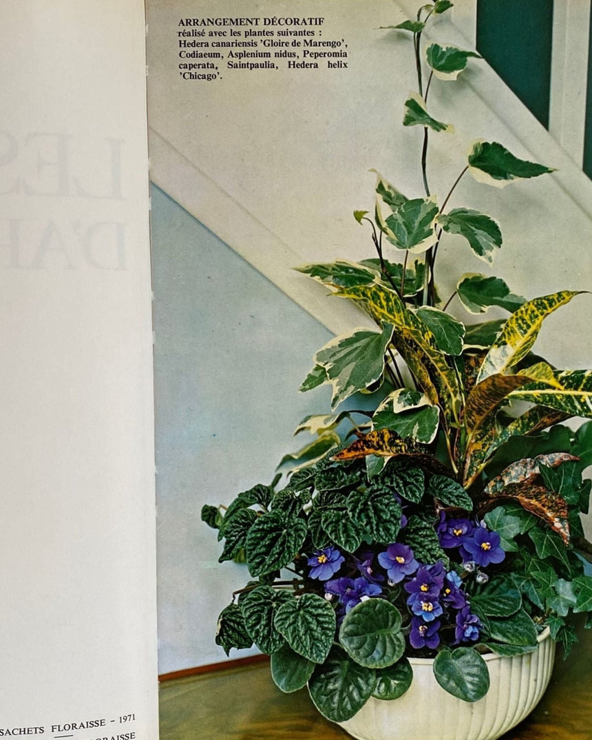 Pestil Books for vitruta Les Plantes D'Appartement