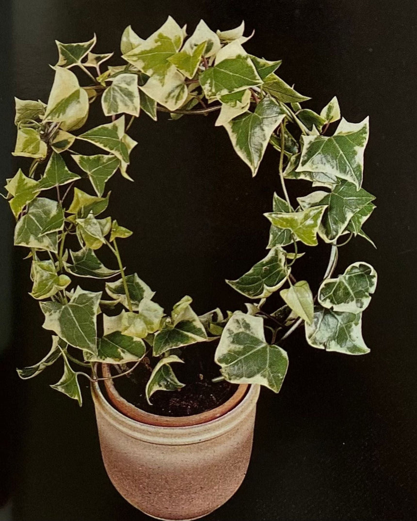 Pestil Books for vitruta Les Plantes D'Appartement