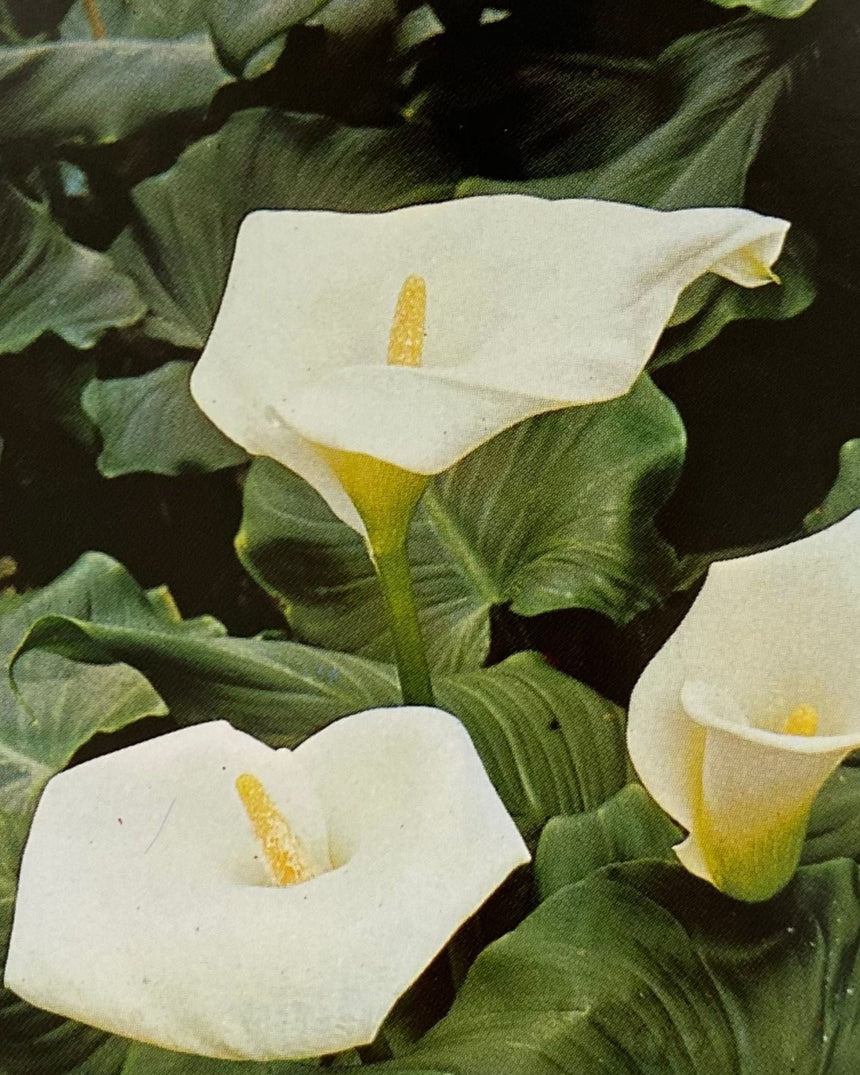 Pestil Books for vitruta Les Plantes D'Appartement