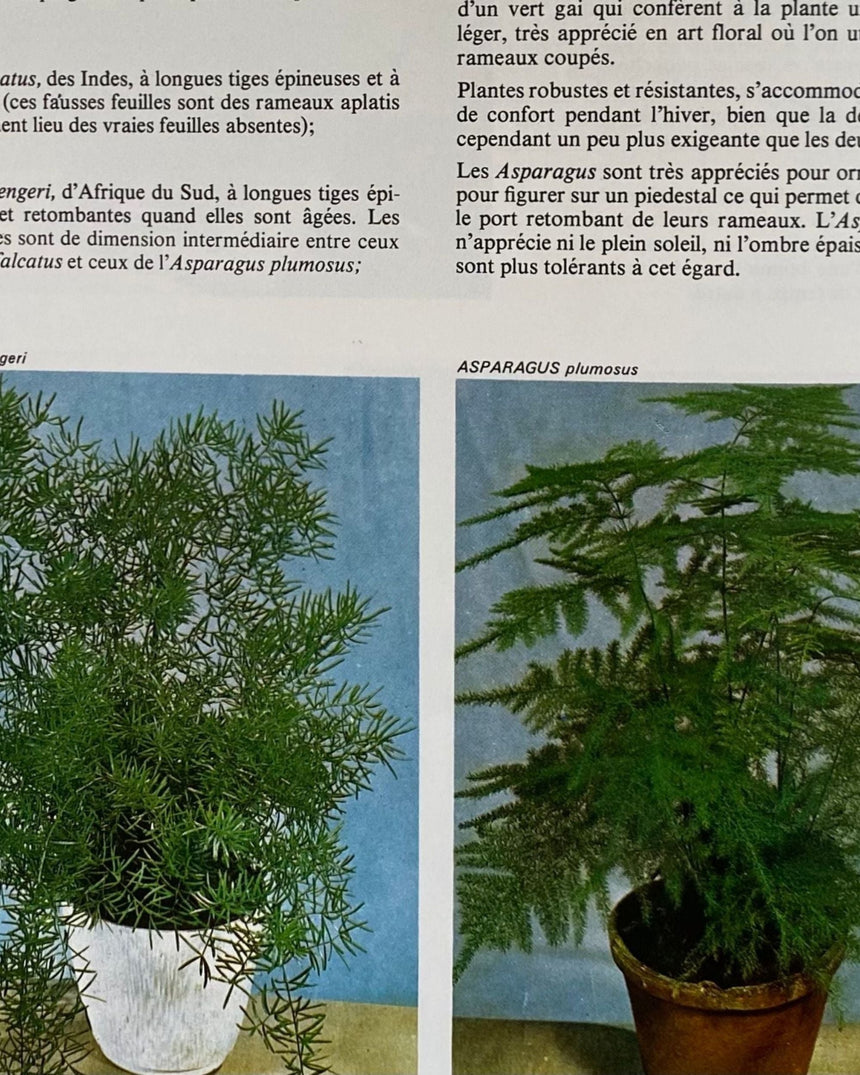 Pestil Books for vitruta Les Plantes D'Appartement