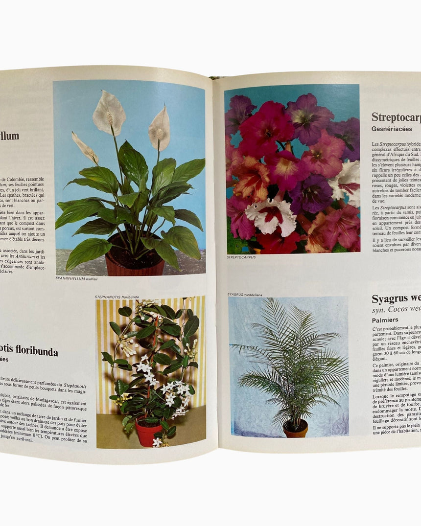 Pestil Books for vitruta Les Plantes D'Appartement