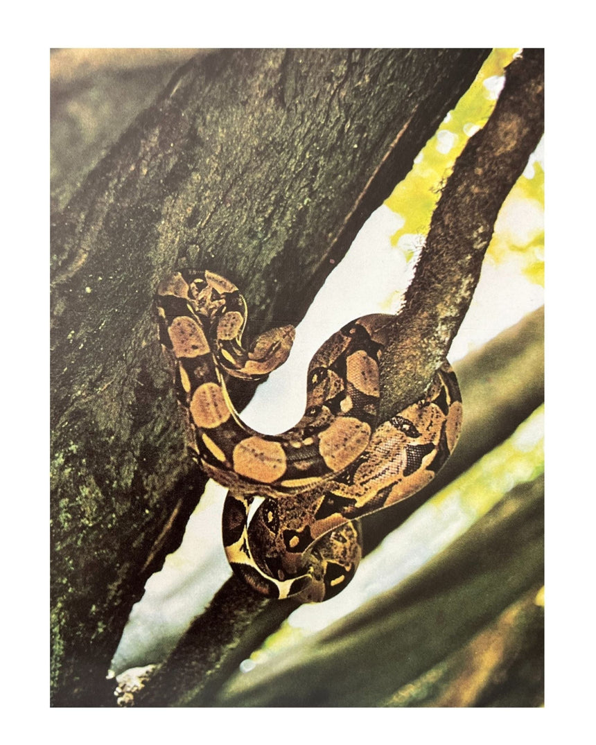 Pestil Books for vitruta Les Reptiles