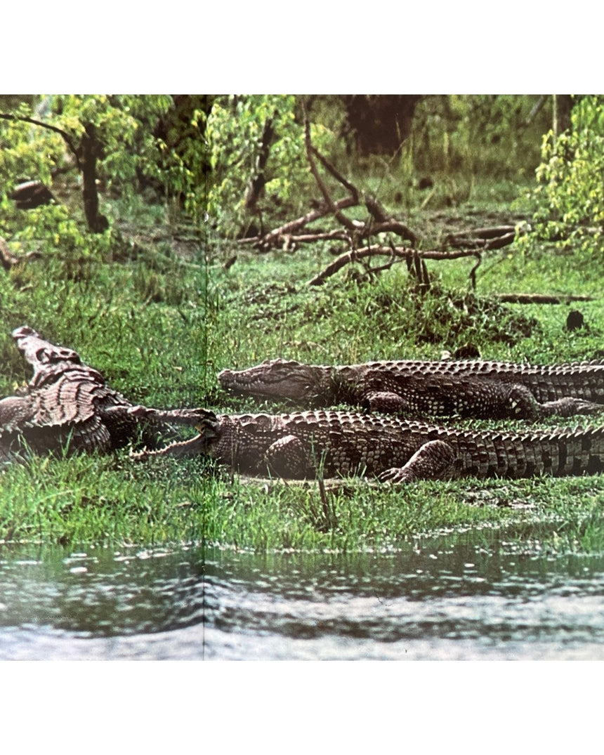 Pestil Books for vitruta Les Reptiles