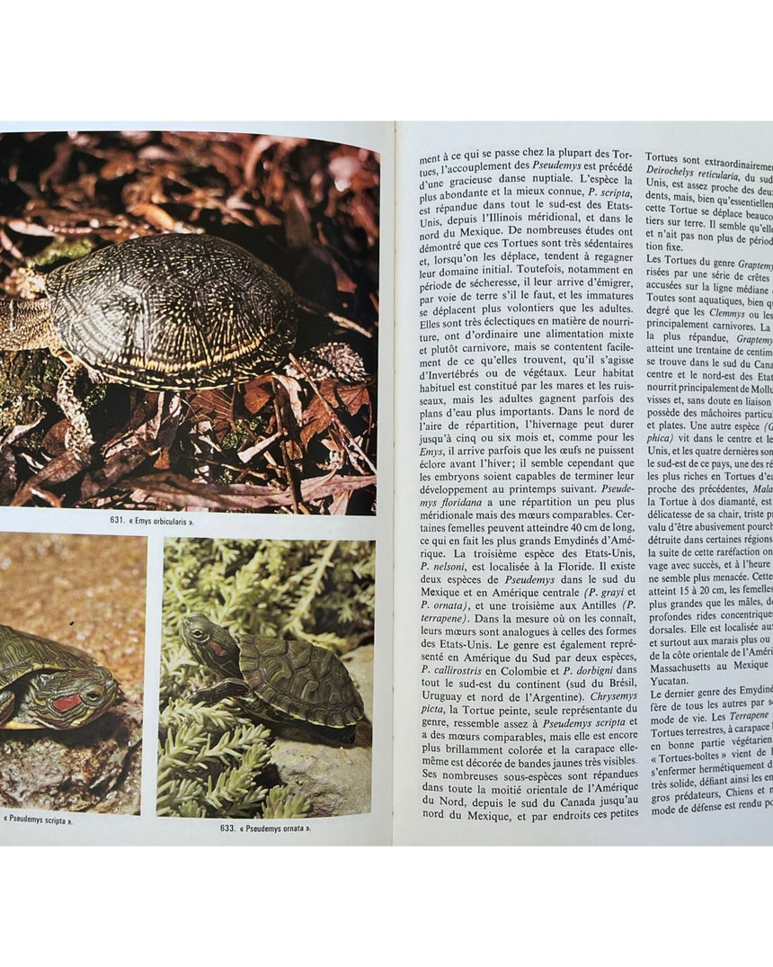 Pestil Books for vitruta Les Reptiles