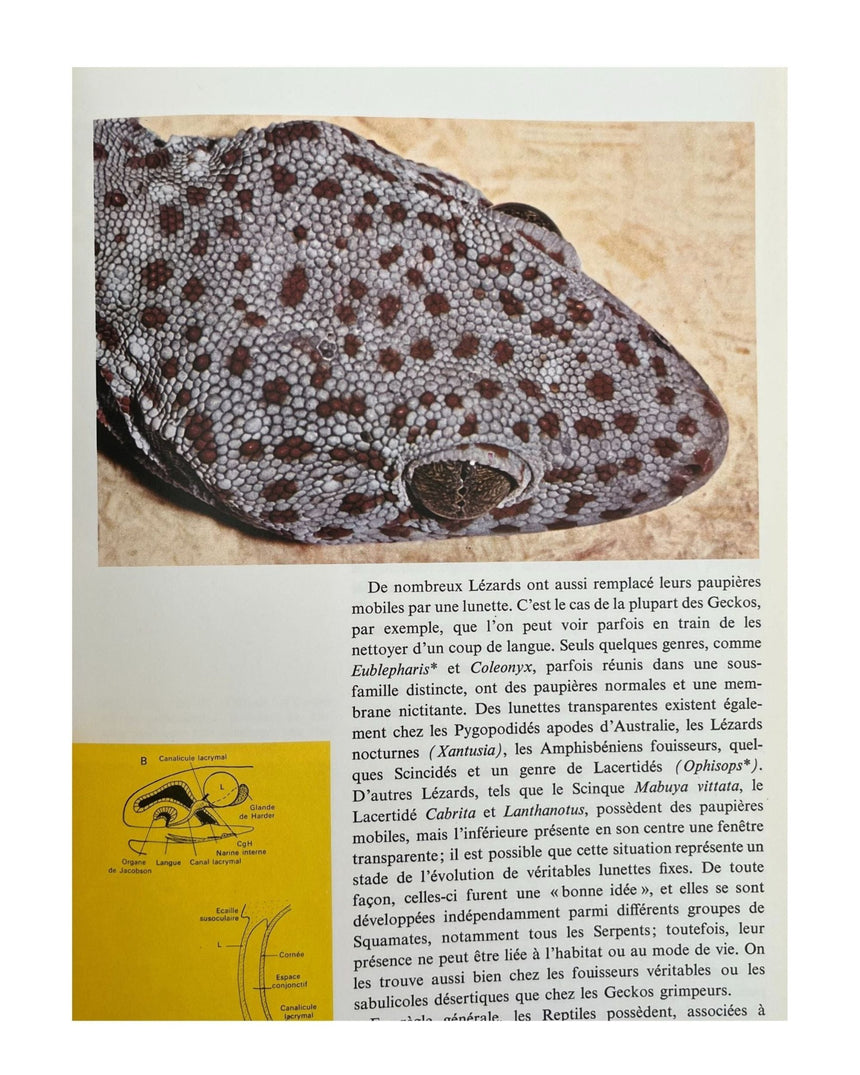 Pestil Books for vitruta Les Reptiles