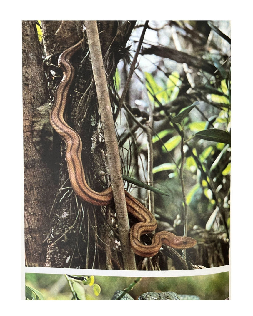 Pestil Books for vitruta Les Reptiles