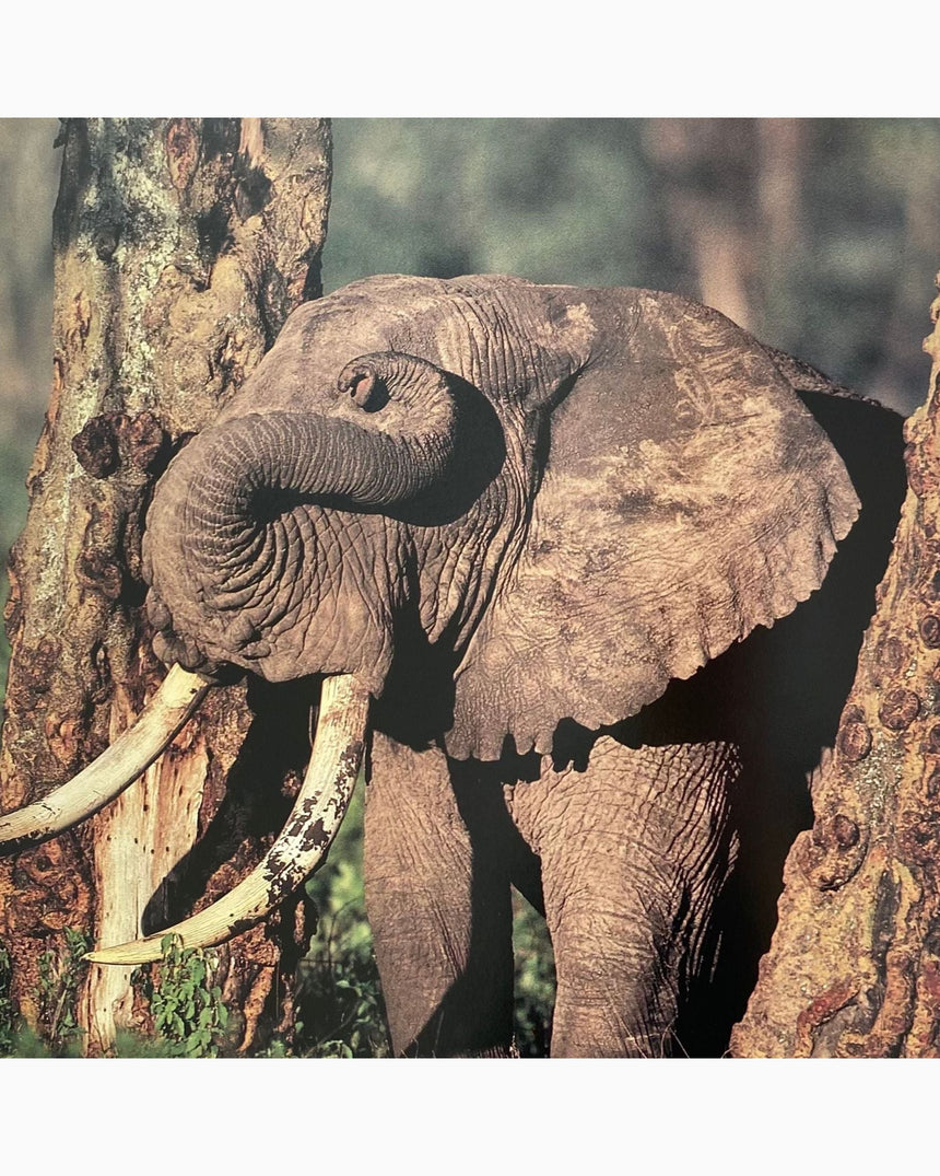 Pestil Books for vitruta Ostafrika: Photo-Impressionen aus dem Rift Valley