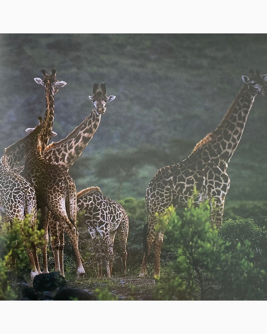 Pestil Books for vitruta Ostafrika: Photo-Impressionen aus dem Rift Valley