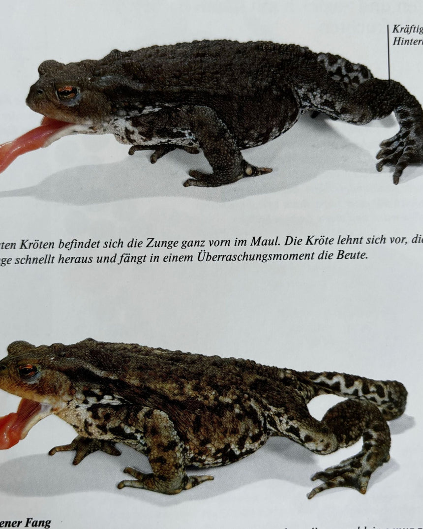 Pestil Books for vitruta Reich Der Natur: Ein Buch für die ganze Familie