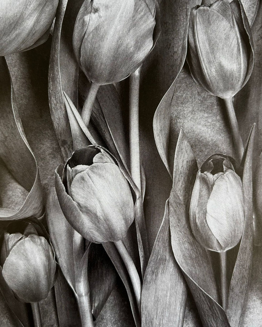 Pestil Books for vitruta Stillleben: Bildgestaltung und Technik am Beispiel berühmter Fotografien