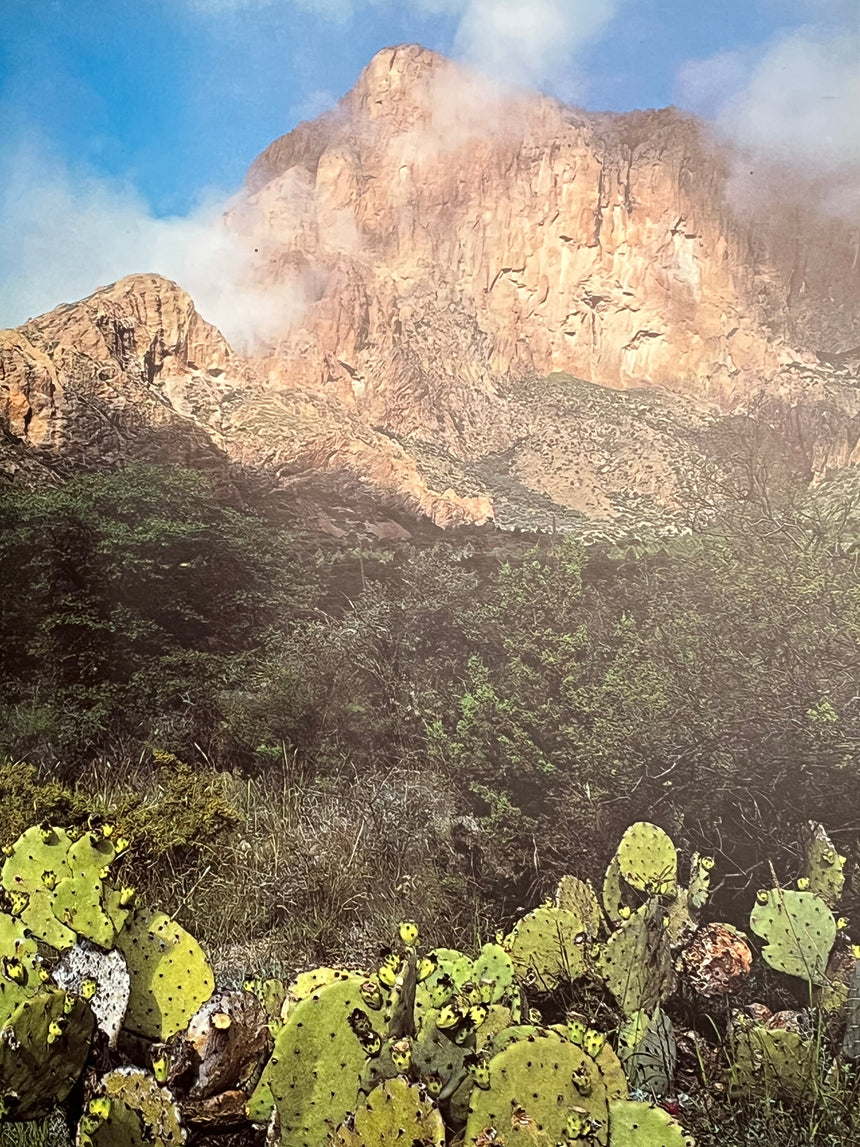 Pestil Books for vitruta Texas: A Picture Book to Remember Her By