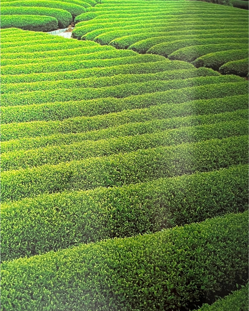 Pestil Books for vitruta The Little Book of Tea