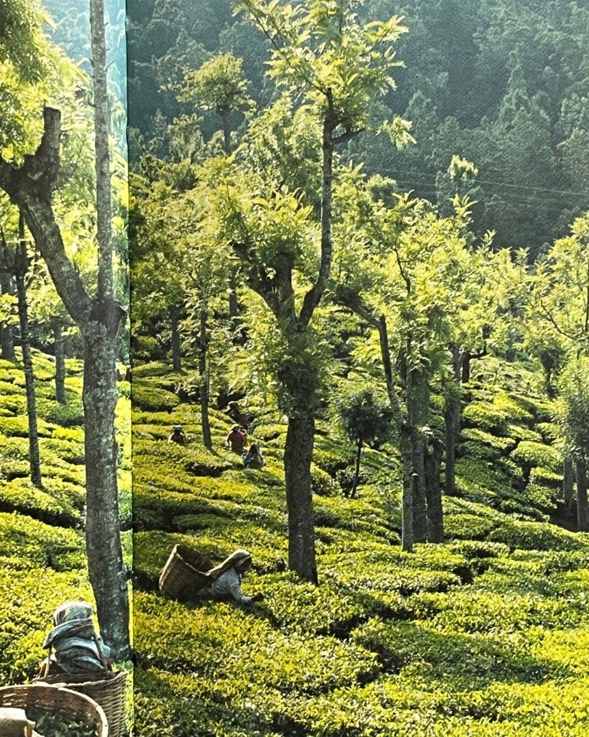 Pestil Books for vitruta The Little Book of Tea