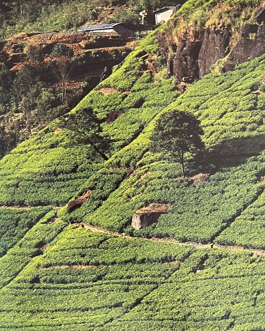 Pestil Books for vitruta The Little Book of Tea