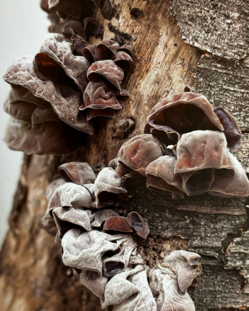 Pestil Books for vitruta Wolfgang Tillmans 2017