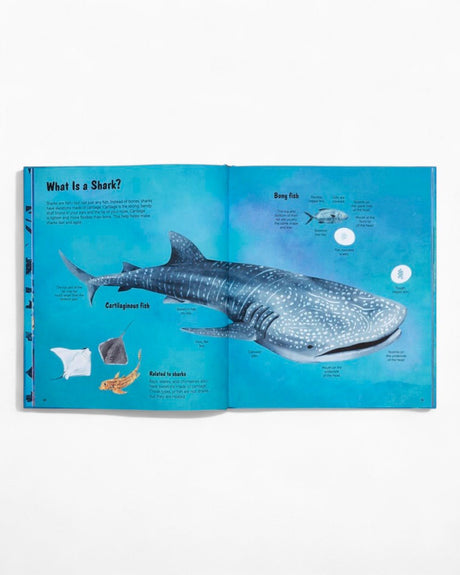 vitruta Book Selection The World of Sharks