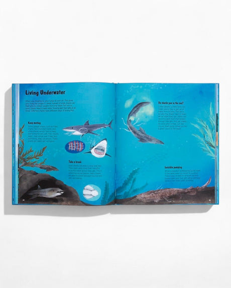 vitruta Book Selection The World of Sharks