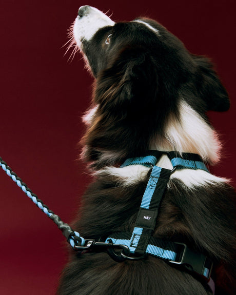 HAY Design Dogs Harness Medium