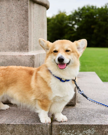 HAY Design Dogs Leash Braided