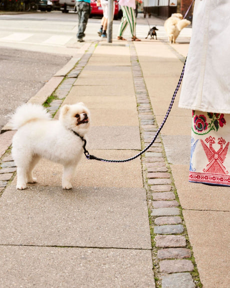 HAY Design Dogs Leash Braided
