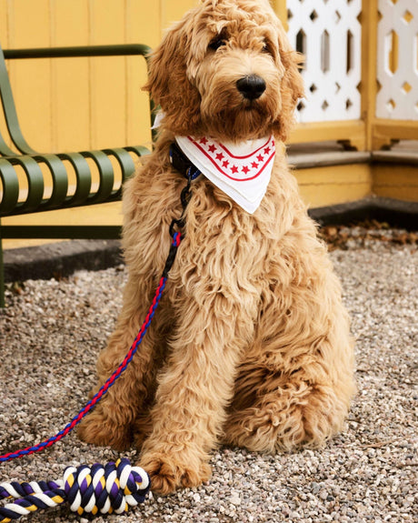 HAY Design Dogs Leash Braided