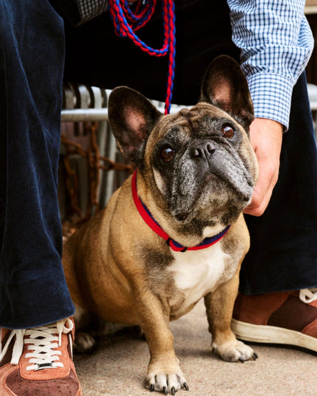 HAY Design Dogs Leash Braided