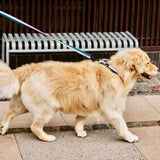 HAY Design Dogs Leash Flat M/L