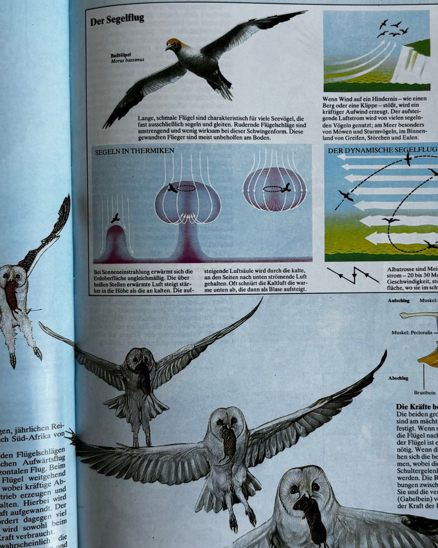 Pestil Books for vitruta Atlas der Vogelwert