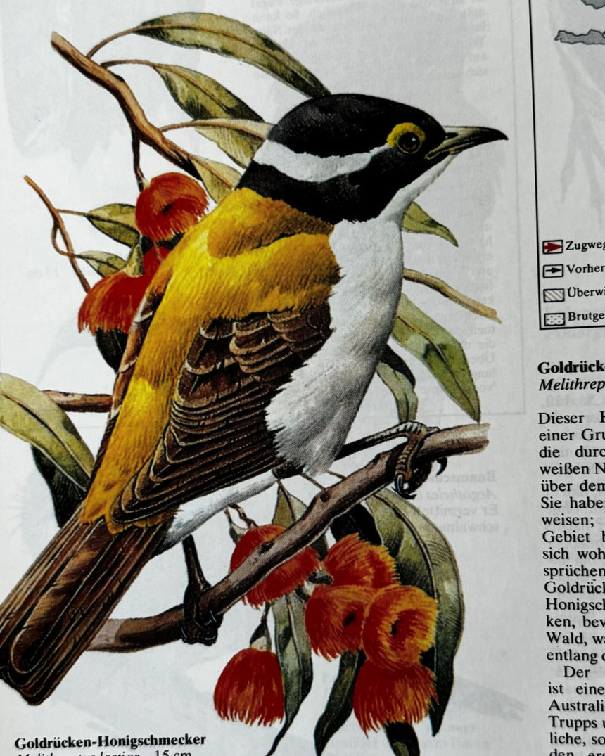 Pestil Books for vitruta Atlas der Vogelwert