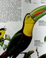 Pestil Books for vitruta Atlas der Vogelwert