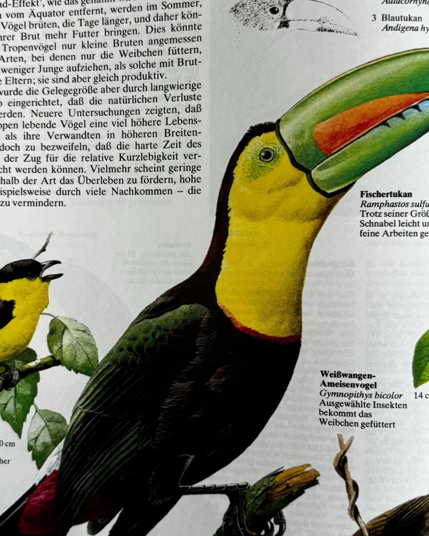Pestil Books for vitruta Atlas der Vogelwert