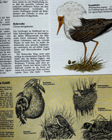 Pestil Books for vitruta Atlas der Vogelwert