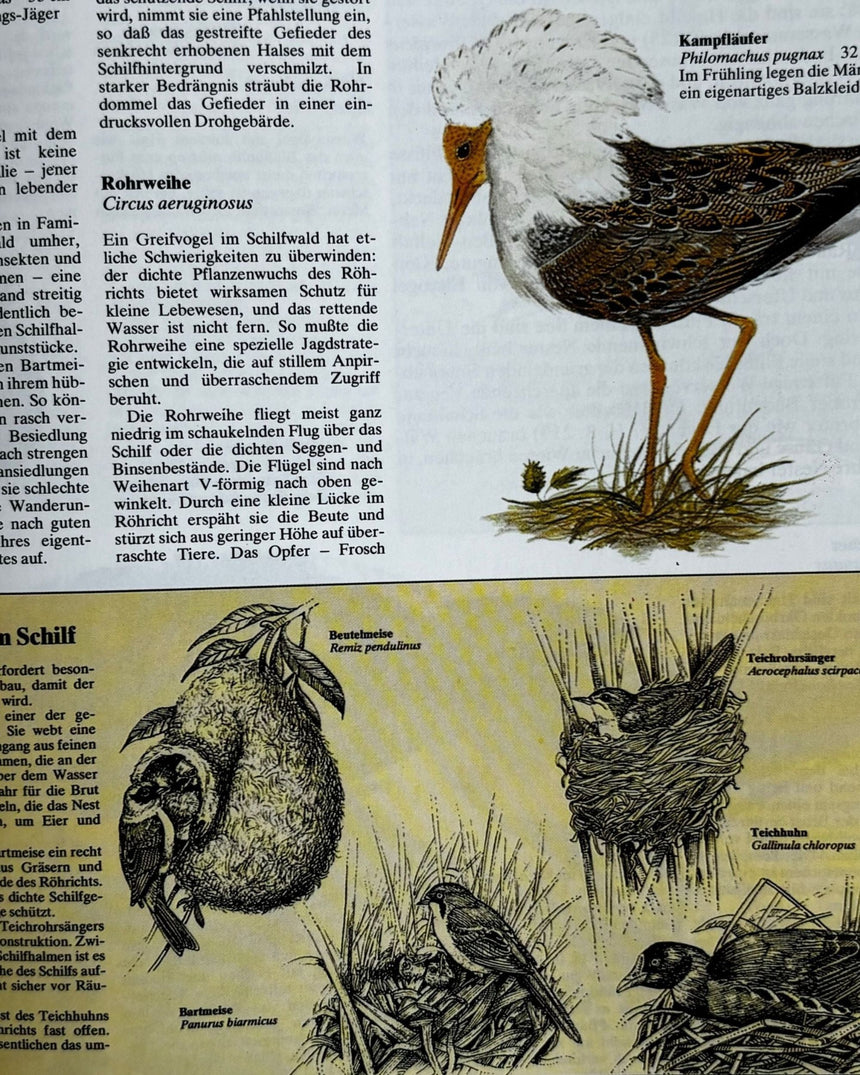 Pestil Books for vitruta Atlas der Vogelwert