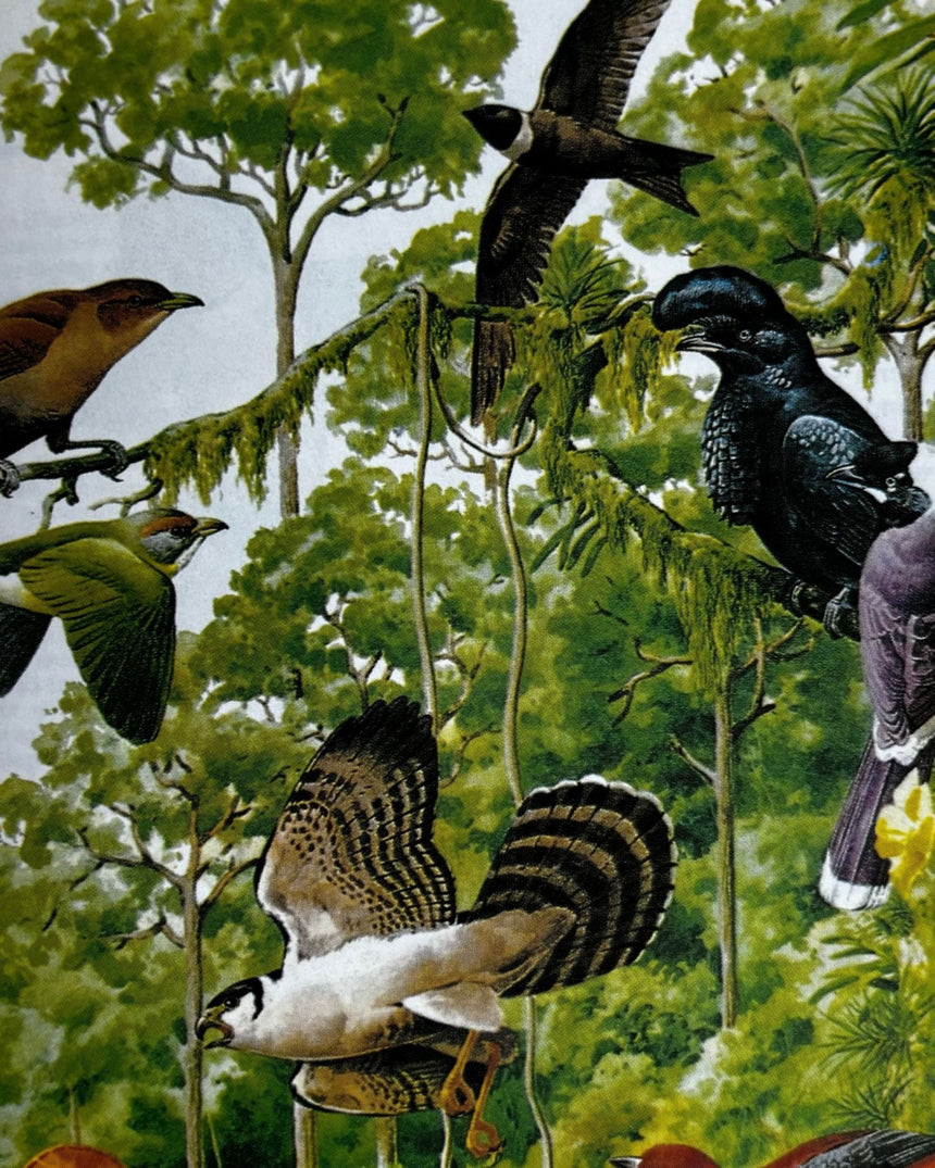Pestil Books for vitruta Atlas der Vogelwert