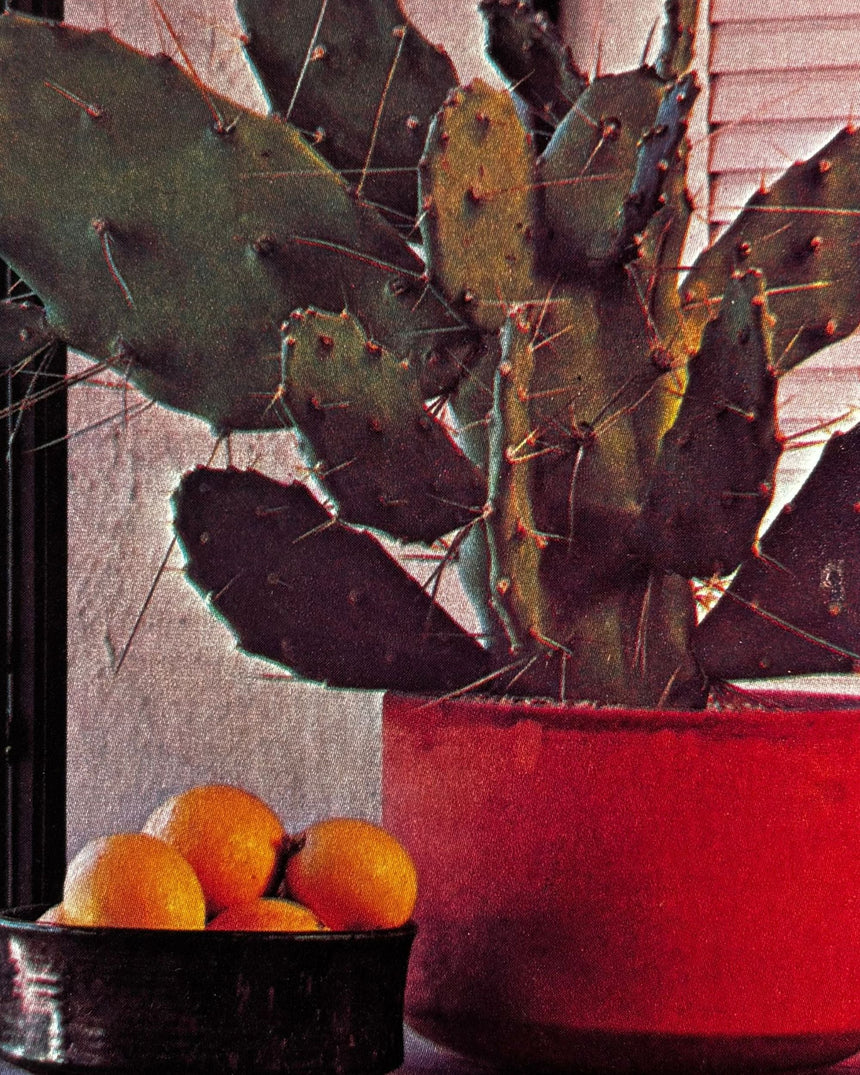 Pestil Books for vitruta Cactus and Succulents
