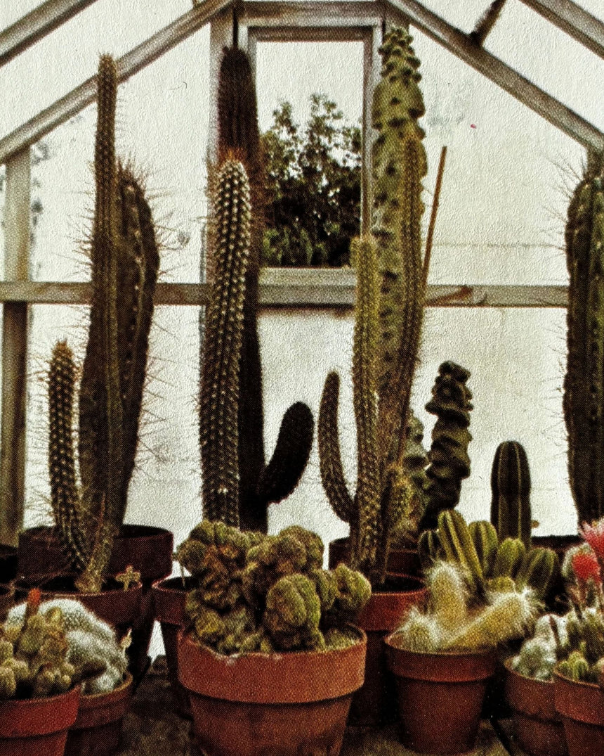 Pestil Books for vitruta Cactus and Succulents
